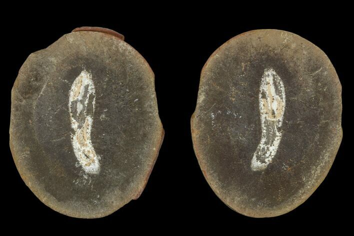 Worm (Astreptoscolex) Fossil (Pos/Neg) - Mazon Creek #113264